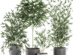 bamboo bush for the interior in a black flowerpot 597 Modèle 3D