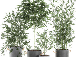 bamboo bush for the interior in a black flowerpot 597 3D Model