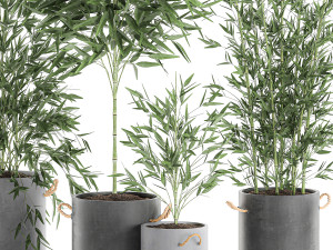 bamboo bush for the interior in a black flowerpot 597 Modèle 3D