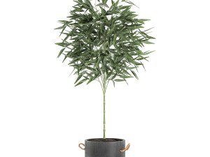 bamboo bush for the interior in a black flowerpot 597 Modèle 3D