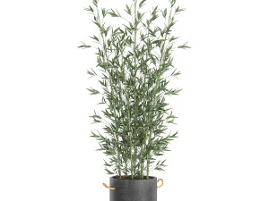 bamboo bush for the interior in a black flowerpot 597 3D Model