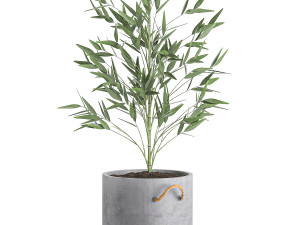 bamboo bush for the interior in a black flowerpot 597 Modèle 3D