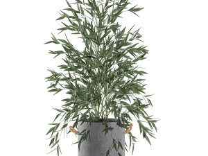 bamboo bush for the interior in a black flowerpot 597 Modèle 3D