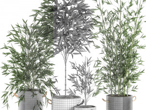 bamboo bush for the interior in a black flowerpot 597 Modèle 3D