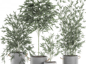 bamboo bush for the interior in a black flowerpot 597 Modèle 3D
