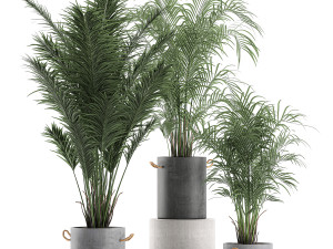 decorative palm in a flowerpot 598 3D मॉडल