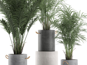 decorative palm in a flowerpot 598 3D मॉडल
