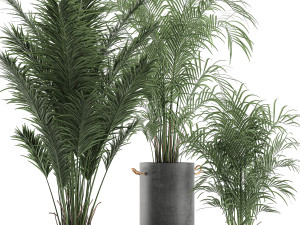 decorative palm in a flowerpot 598 3D मॉडल