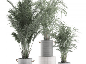 decorative palm in a flowerpot 598 3D मॉडल
