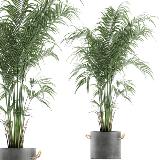 decorative palm in a flowerpot 599 3D Model .c4d .max .obj .3ds .fbx .stl .blend 