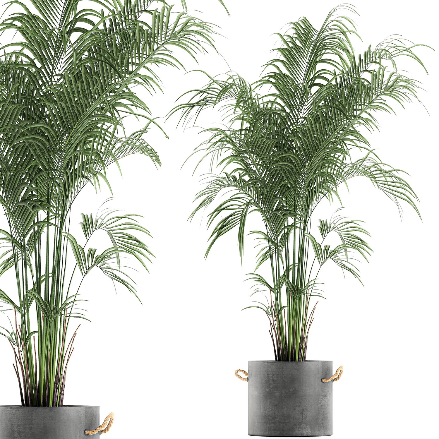 decorative palm in a flowerpot 599 3D Model .c4d .max .obj .3ds .fbx .stl .blend