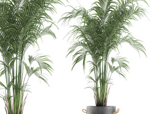 decorative palm in a flowerpot 599 3D Model