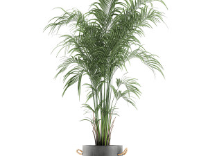 decorative palm in a flowerpot 599 3D Model