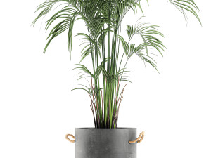 decorative palm in a flowerpot 599 3D Model