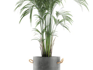 decorative palm in a flowerpot 599 3D Model
