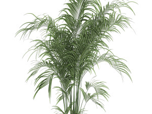 decorative palm in a flowerpot 599 3D Model