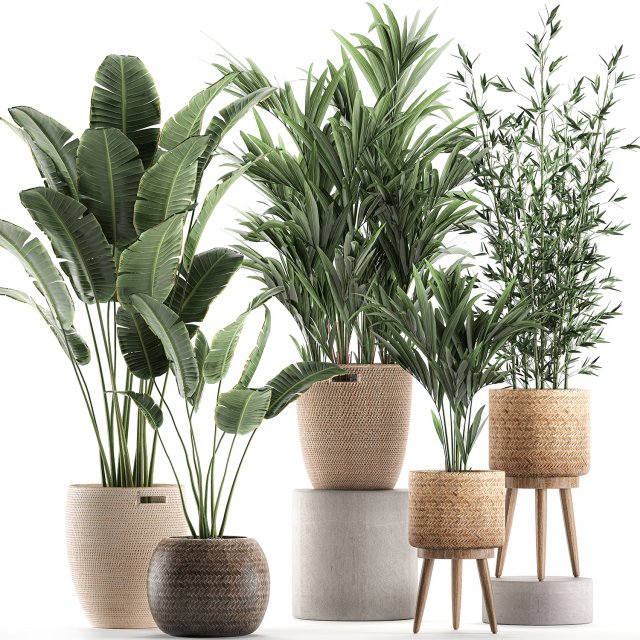 plants in baskets for the interior 600 3D 모델 .c4d .max .obj .3ds .fbx .stl .blend