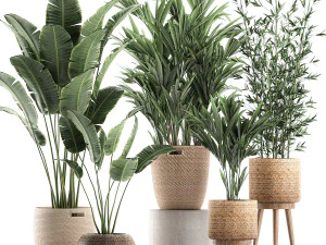 plants in baskets for the interior 600 3D Model