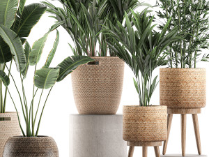 plants in baskets for the interior 600 3D 모델