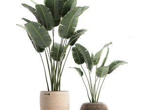 plants in baskets for the interior 600 3D 모델