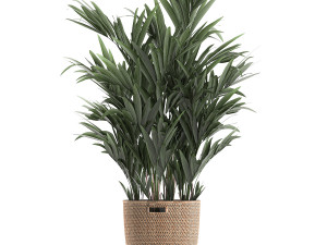 plants in baskets for the interior 600 3D 모델