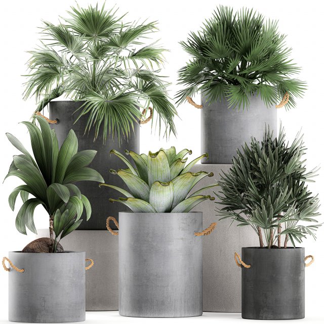 plants in pots of concrete for the interior 601 Modèle 3D .c4d .max .obj .3ds .fbx .stl .blend 