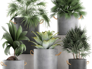 plants in pots of concrete for the interior 601 3D Model