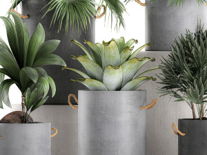plants in pots of concrete for the interior 601 Modèle 3D