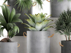 plants in pots of concrete for the interior 601 3D Model