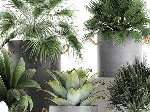 plants in pots of concrete for the interior 601 3D Model