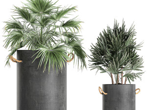 plants in pots of concrete for the interior 601 Modèle 3D