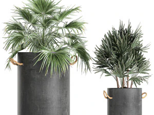 plants in pots of concrete for the interior 601 3D Model