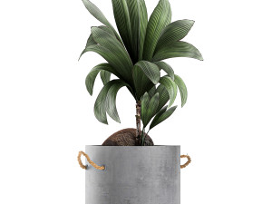 plants in pots of concrete for the interior 601 Modèle 3D