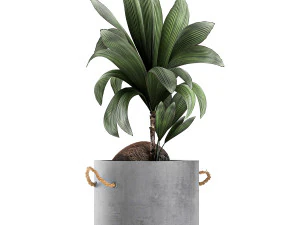 plants in pots of concrete for the interior 601 3D Model