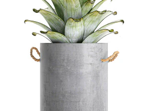 plants in pots of concrete for the interior 601 3D Model