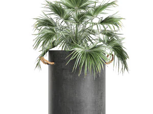 plants in pots of concrete for the interior 601 3D Model