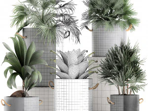 plants in pots of concrete for the interior 601 3D Model