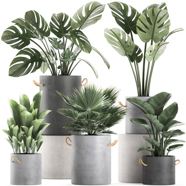 plants in pots of concrete for the interior 602 Modello 3D .c4d .max .obj .3ds .fbx .stl .blend 