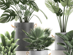 plants in pots of concrete for the interior 602 Modello 3D