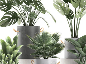 plants in pots of concrete for the interior 602 3D Model