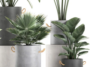 plants in pots of concrete for the interior 602 3D Model