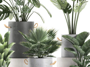 plants in pots of concrete for the interior 602 3D Model