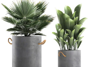 plants in pots of concrete for the interior 602 3D Model