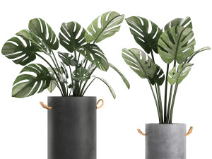 plants in pots of concrete for the interior 602 Modello 3D