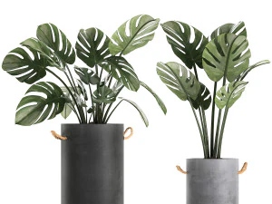 plants in pots of concrete for the interior 602 3D Model