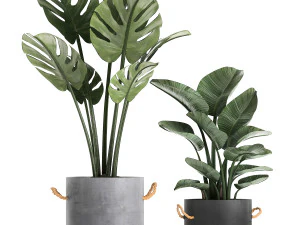 plants in pots of concrete for the interior 602 3D Model