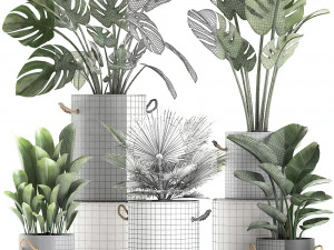 plants in pots of concrete for the interior 602 3D Model