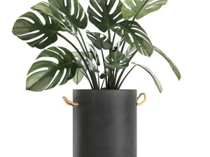 plants in pots of concrete for the interior 602 3D Model