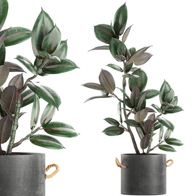 decorative ficus tree in pots of concrete for the interior 603 3D Модель .c4d .max .obj .3ds .fbx .stl .blend 