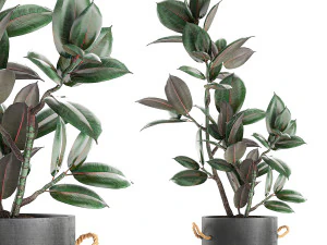 decorative ficus tree in pots of concrete for the interior 603 3D Model